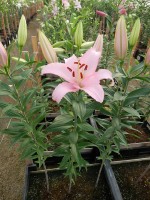 [4227 Rubiano No01.JPG]